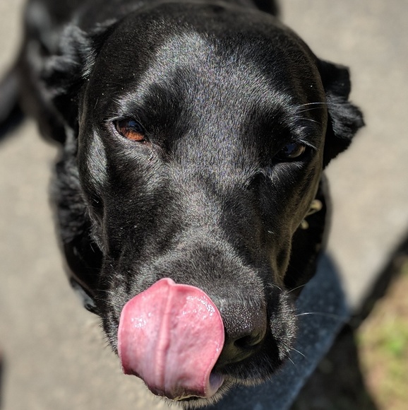 Meet your Posher, Kala - Picture 6 of 7